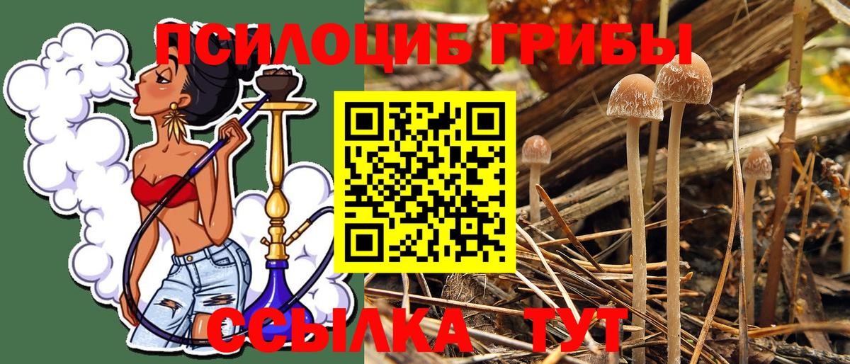 Галлюциногенные грибы Psilocybine cubensis Каменск-Уральский